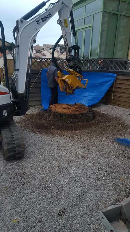 Élagage abattage arbres Nice