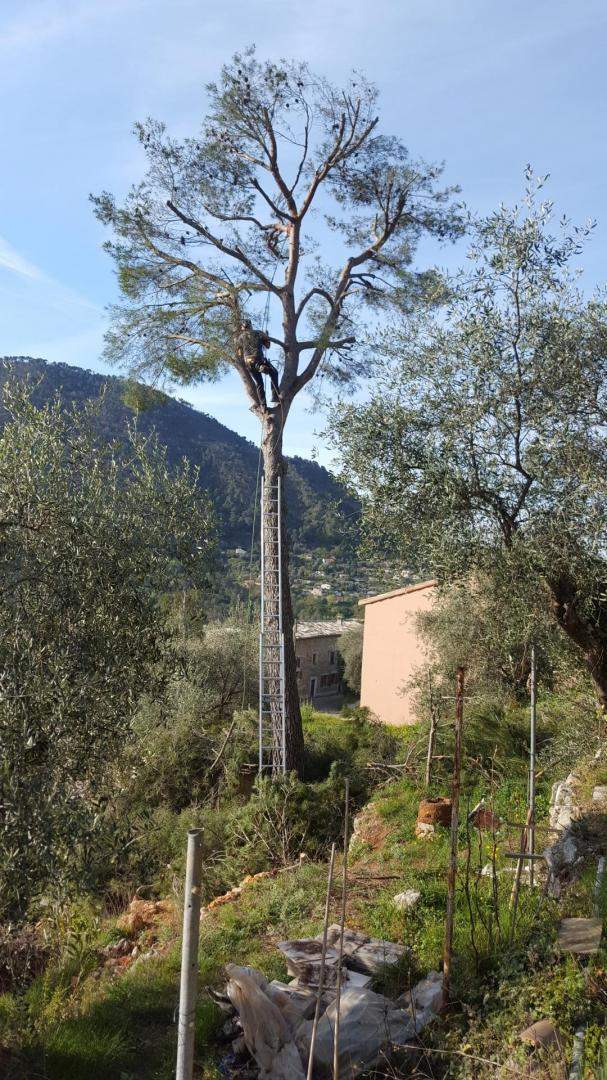 Coupe d'arbres Nice