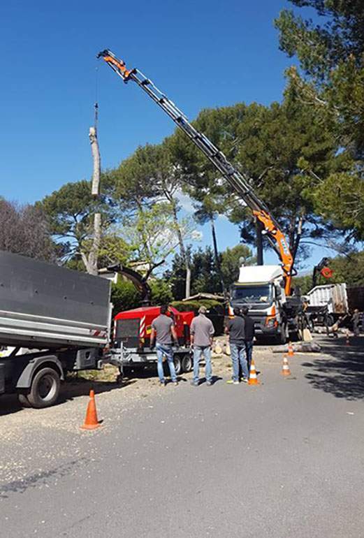 Coupe d'arbre Nice
