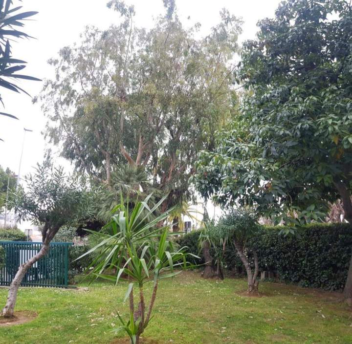 Taille d'arbre Nice