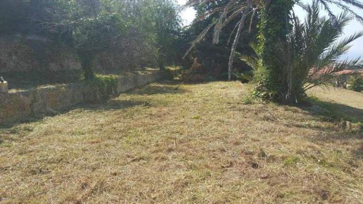 Rognage de végétation Nice