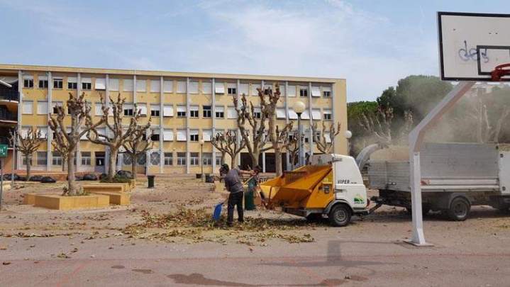 Taille d'arbre Nice