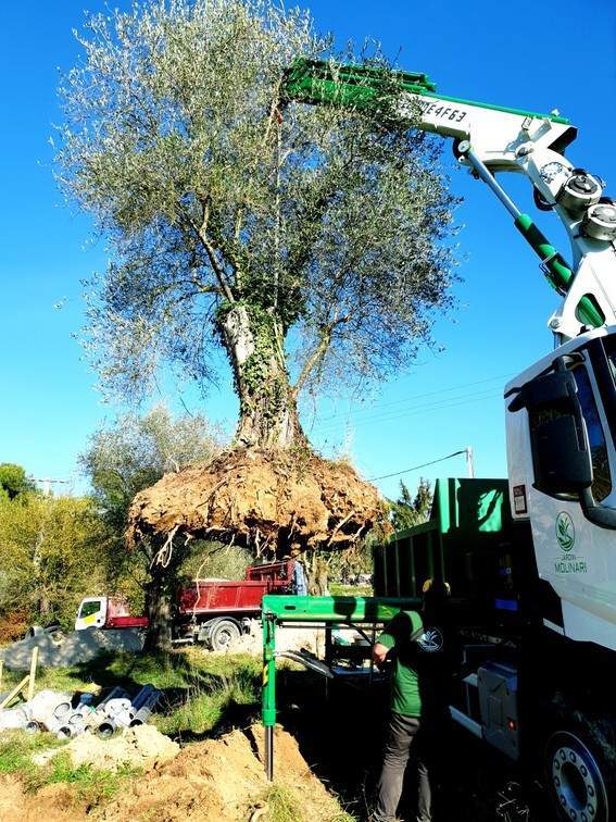 Extraction de souche d'arbre Nice