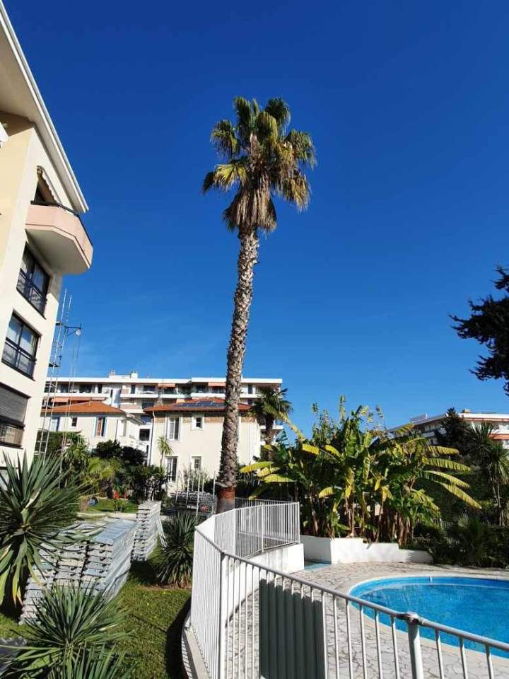 Élagage arbre Nice