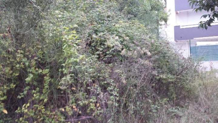 Éclaircissement végétal Nice