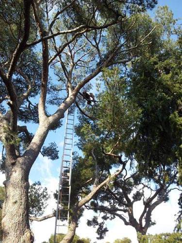 Élagage arbre Nice