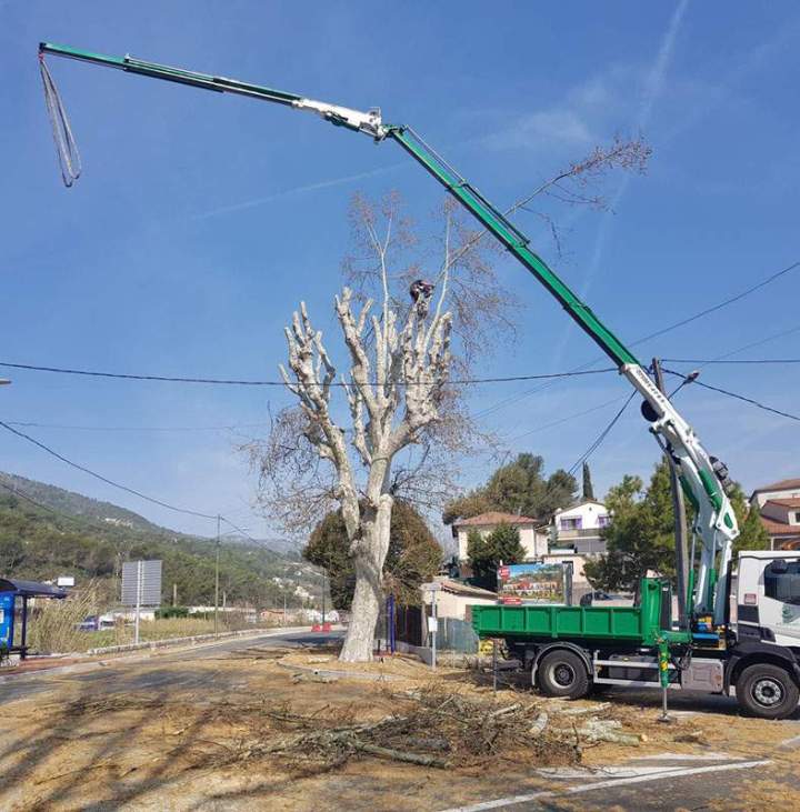 Abattage forestier Nice