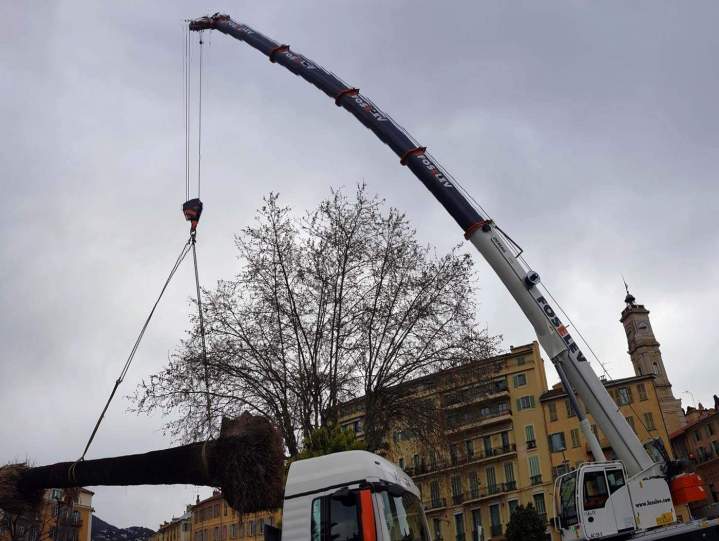 Élimination de souche Nice