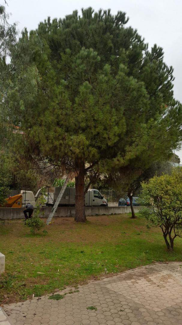 Taille d'arbre Nice