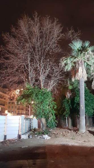 Abattage arbre Nice