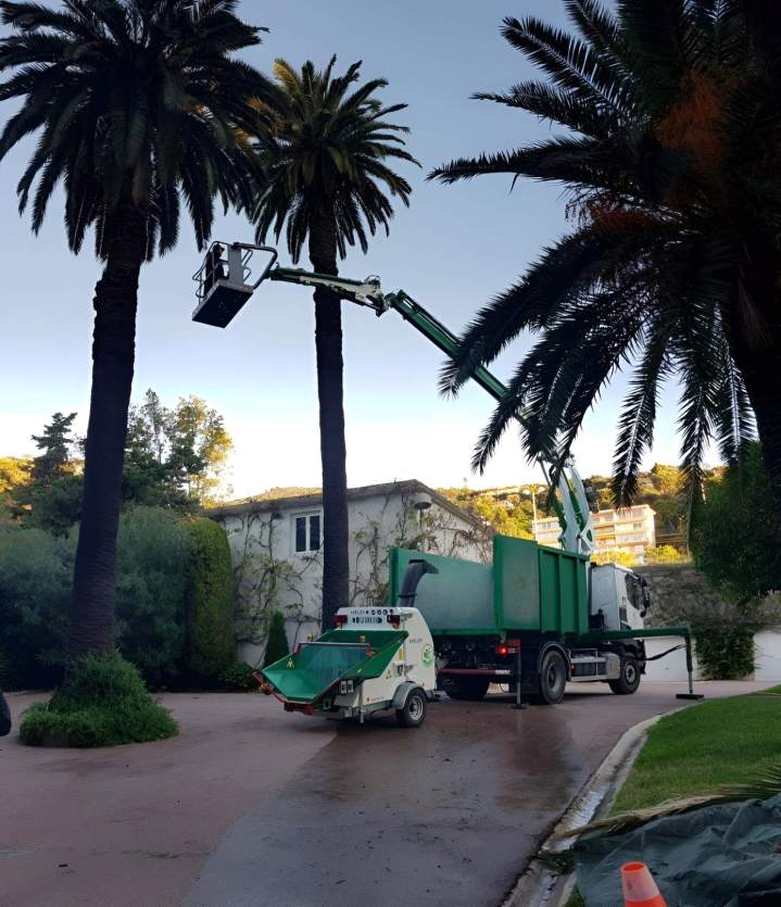 Élagage et abattage Nice