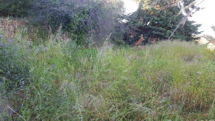 Nettoyage de terrain Nice