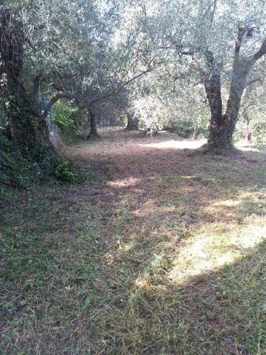 Débroussaillage Nice