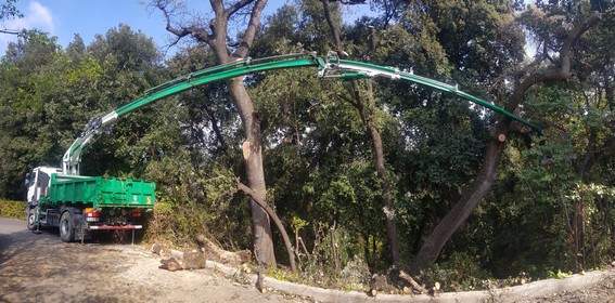Déforestation Nice
