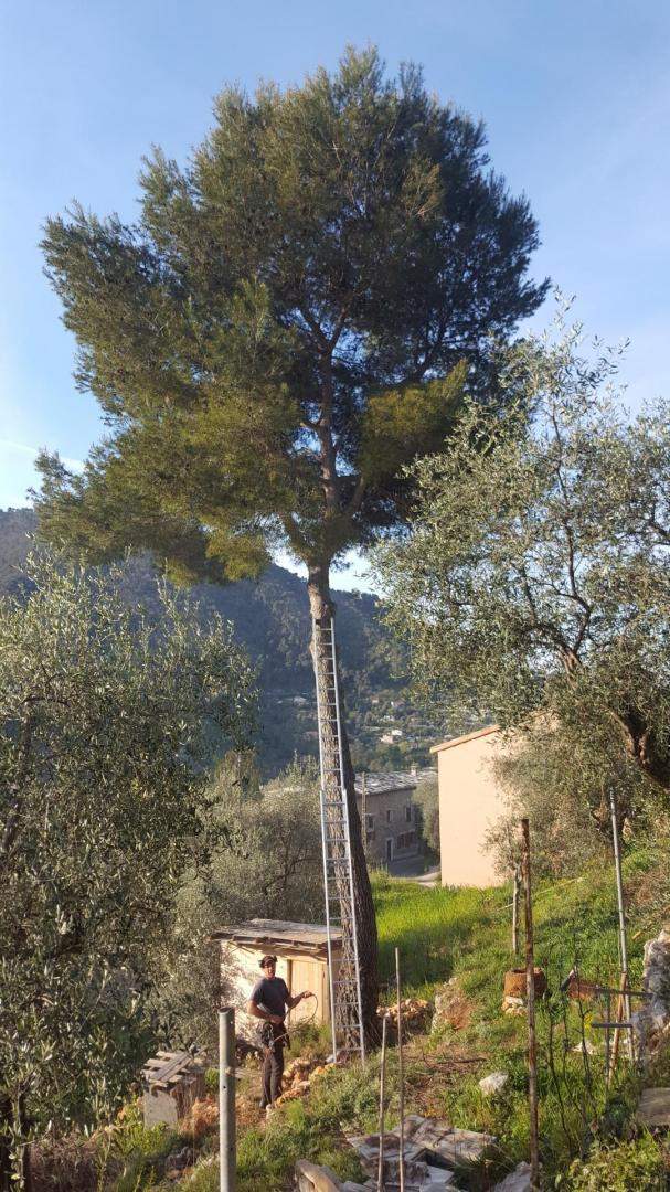 Coupe d'arbres Nice