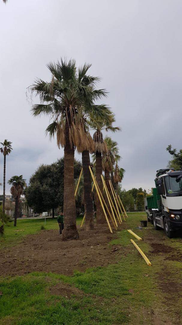 Extraction de souche Nice