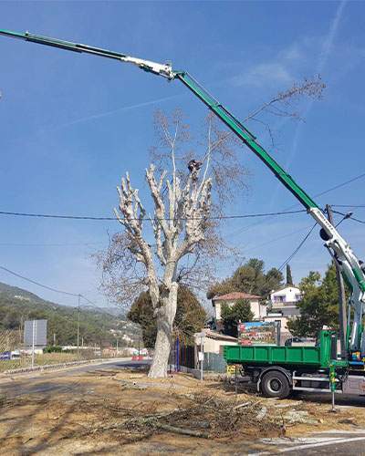 Nous coupons les branches mortes.