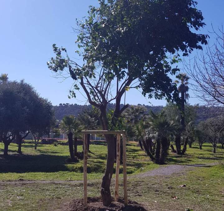 Arrachage de souche Nice