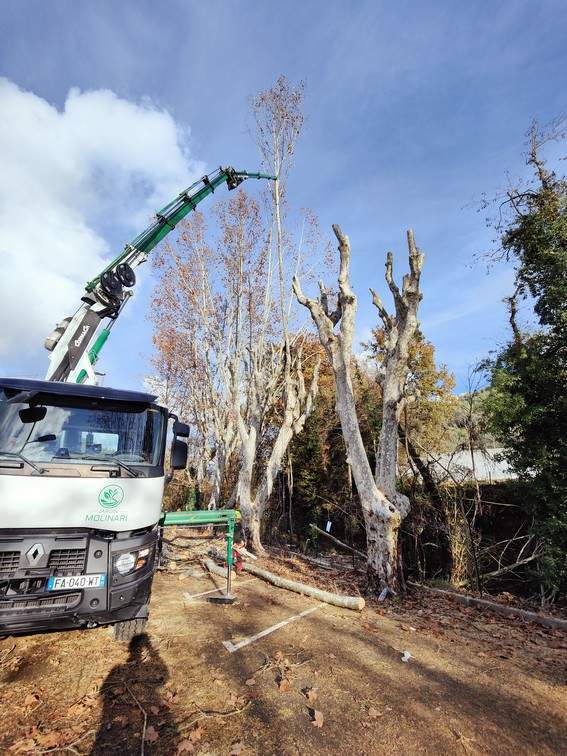 Coupe d'arbres Nice