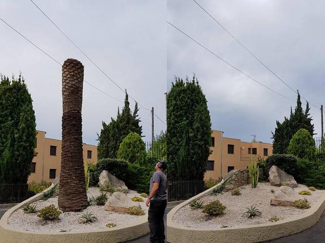 Élagage abattage arbres Nice