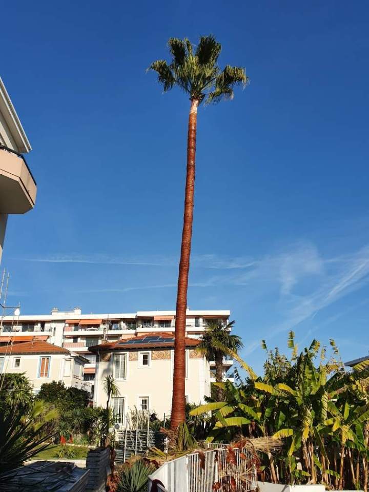 Taille d'arbre Nice