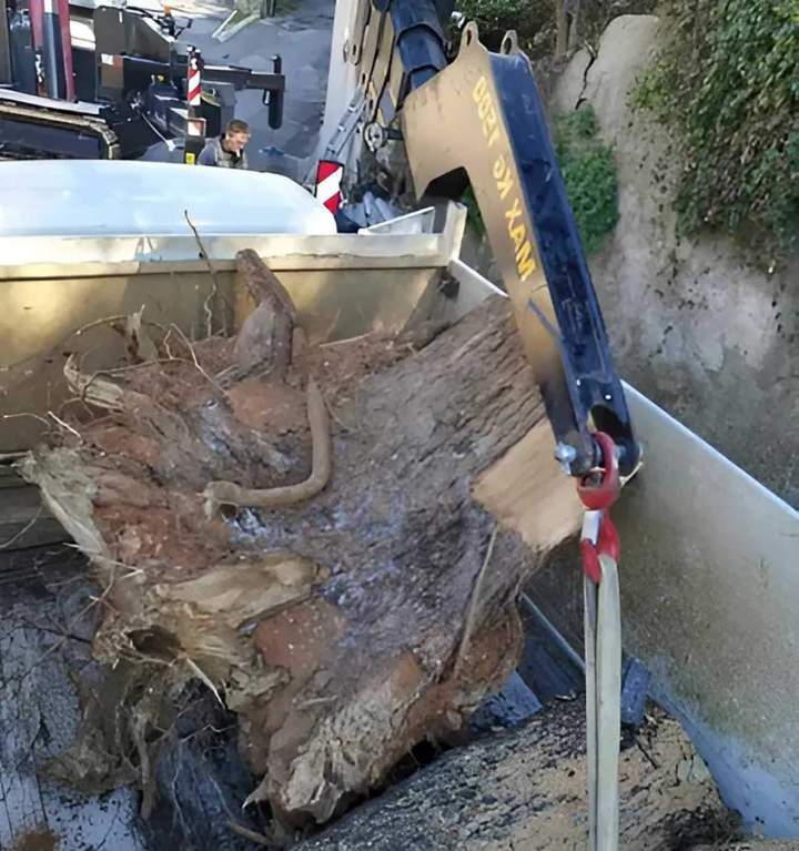 Arrachage de souche Nice