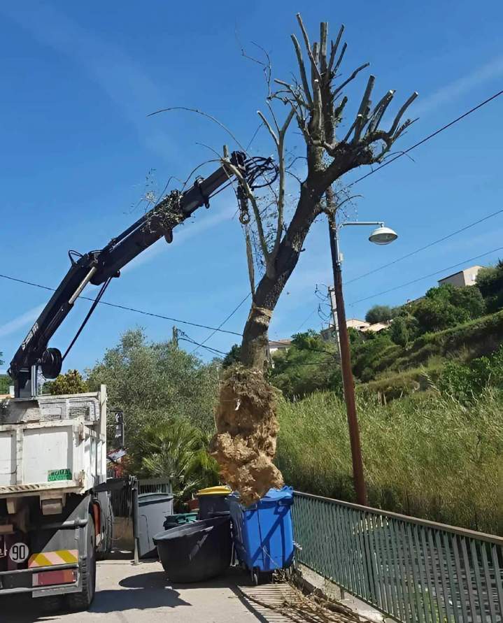 Enlèvement de souche d'arbre Nice