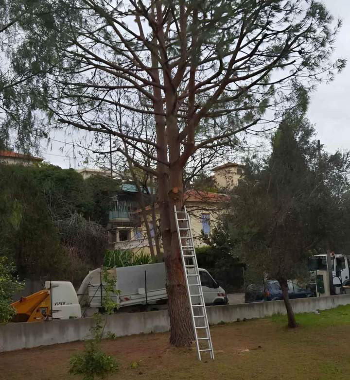 Coupe d'arbres Nice