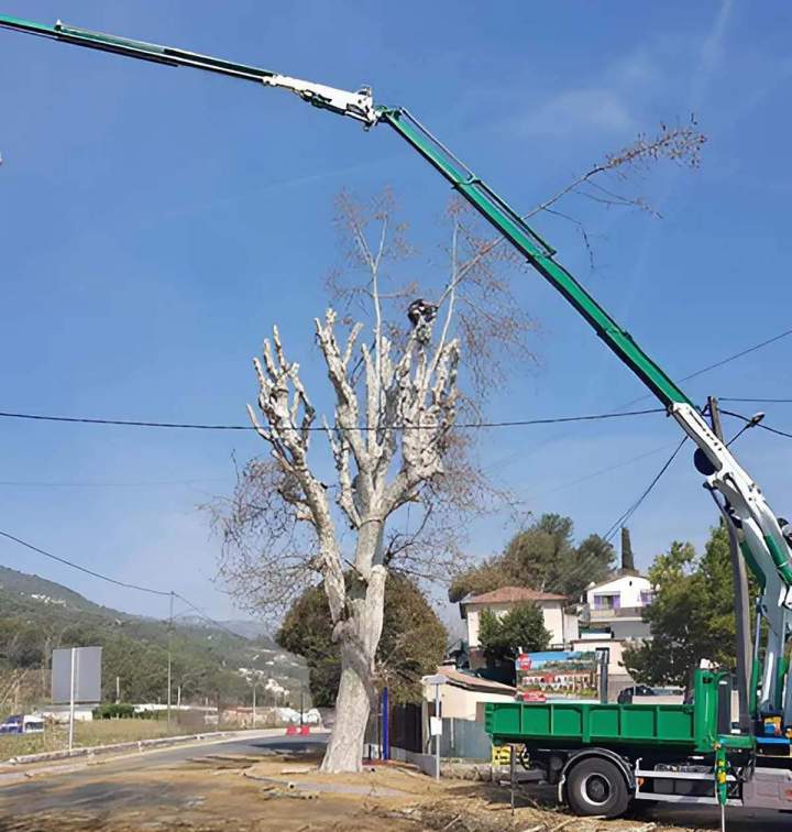 Taille arboricole Nice