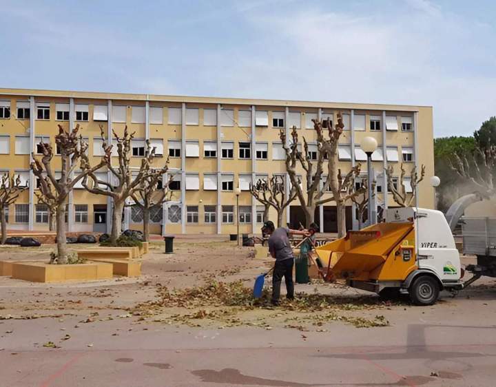 Taillage des arbres Nice