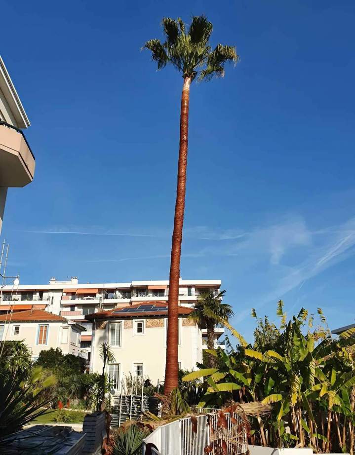Élagage et taille d'arbres Nice
