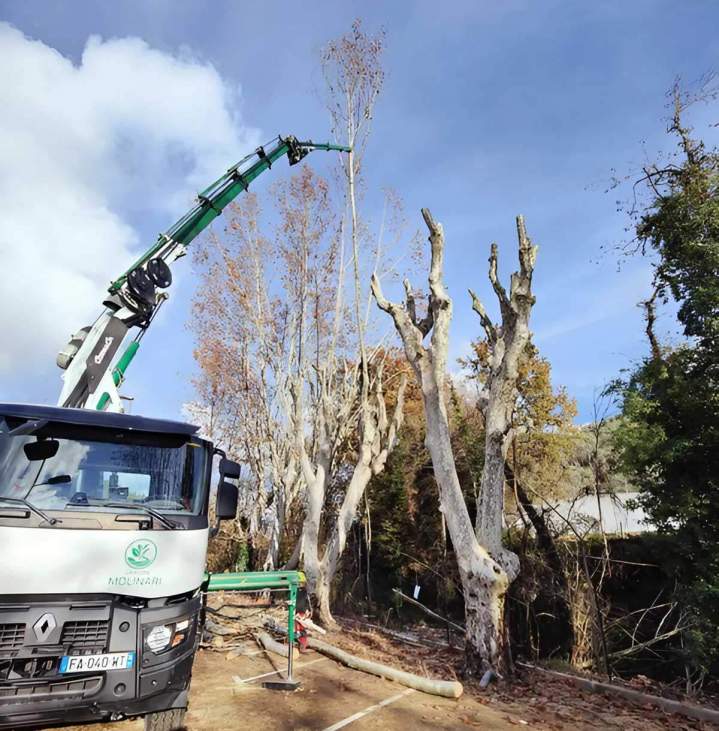 Coupe d'arbres Nice
