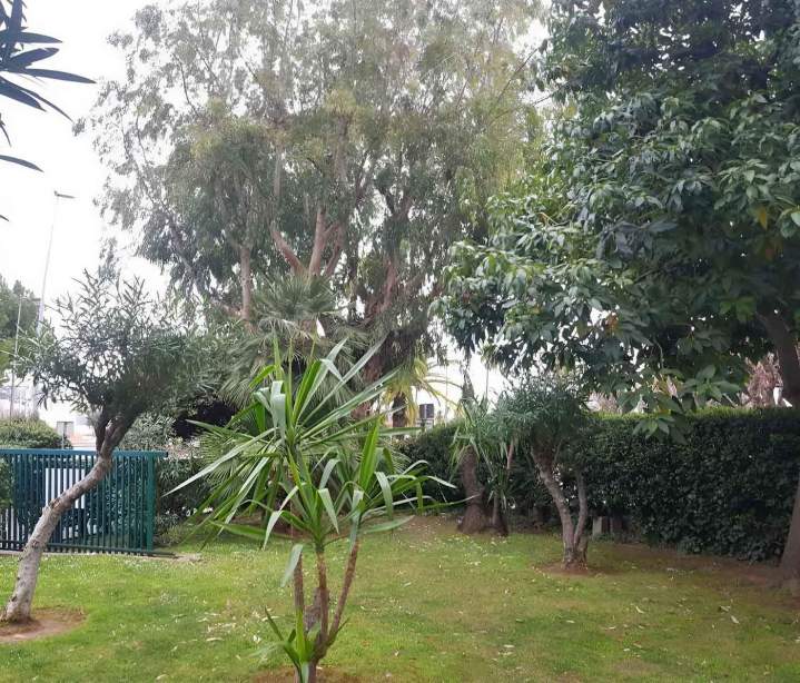 Soins arboricoles Nice