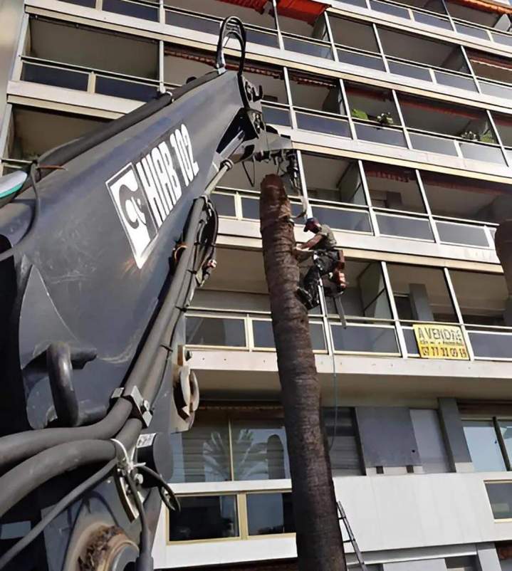 Arrachage d'arbres Nice