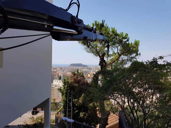 Démontage d'arbres Nice