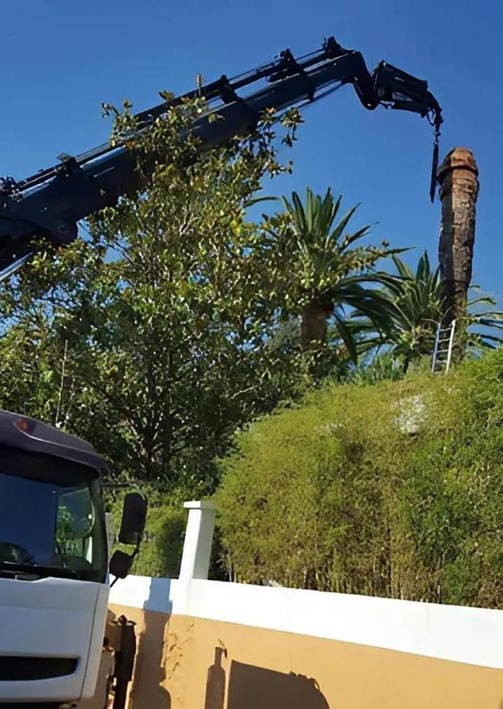 Abattage d'arbres Nice