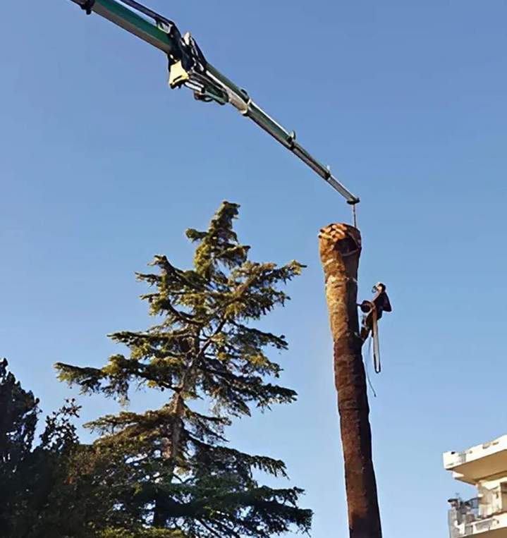 Couper des arbres Nice