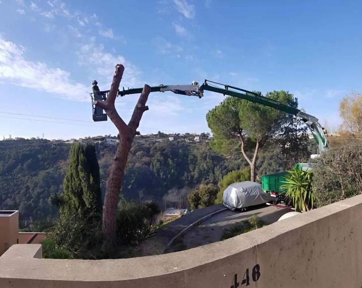 Abattage forestier Nice