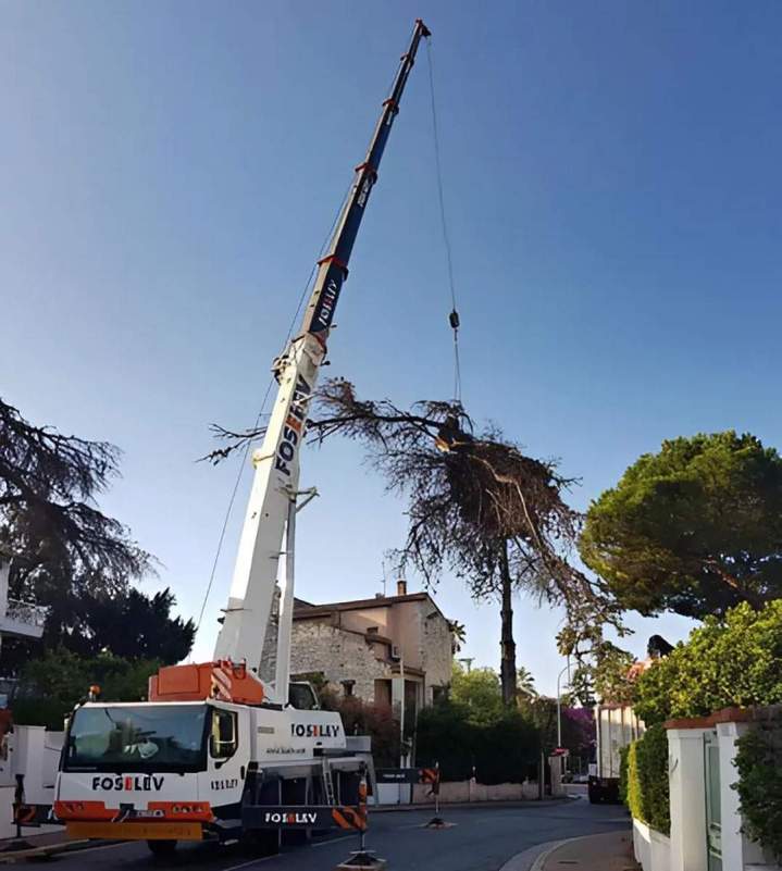 Arrachage d'arbres Nice