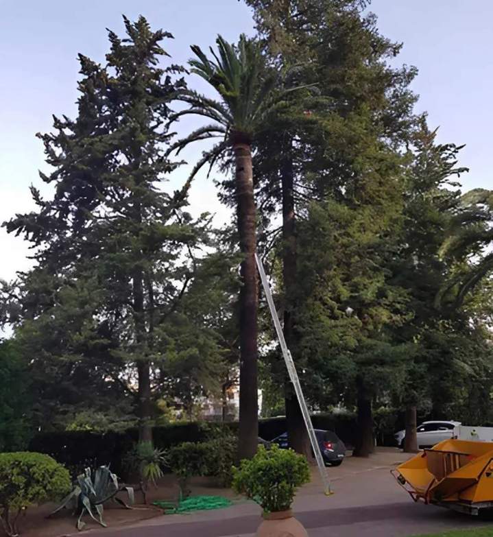 Couper des palmiers Nice
