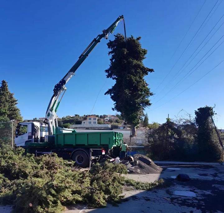 Couper des arbres et des palmiers Nice