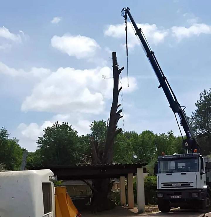 Couper des arbres Nice