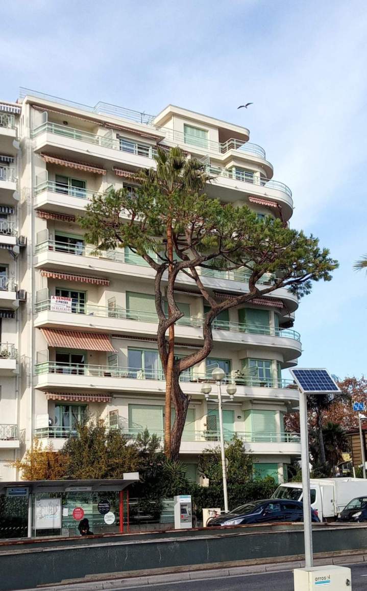 Elagage pin dejupage palmier promenade anglais nice