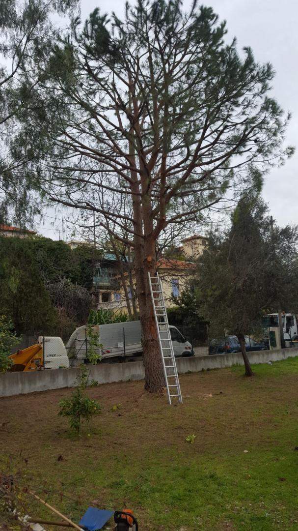 Taille d'arbre Nice