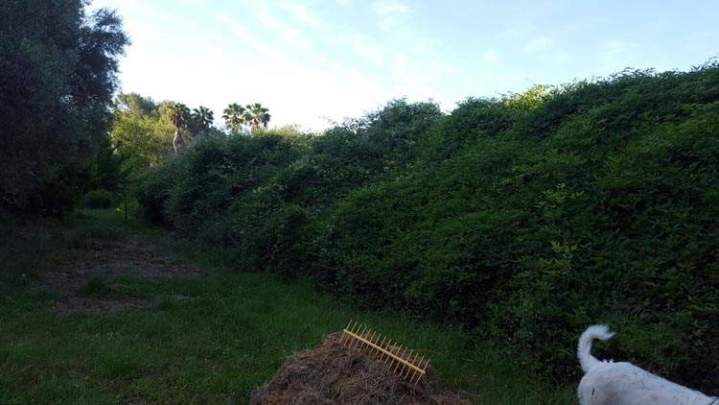 Rognage de végétation Nice