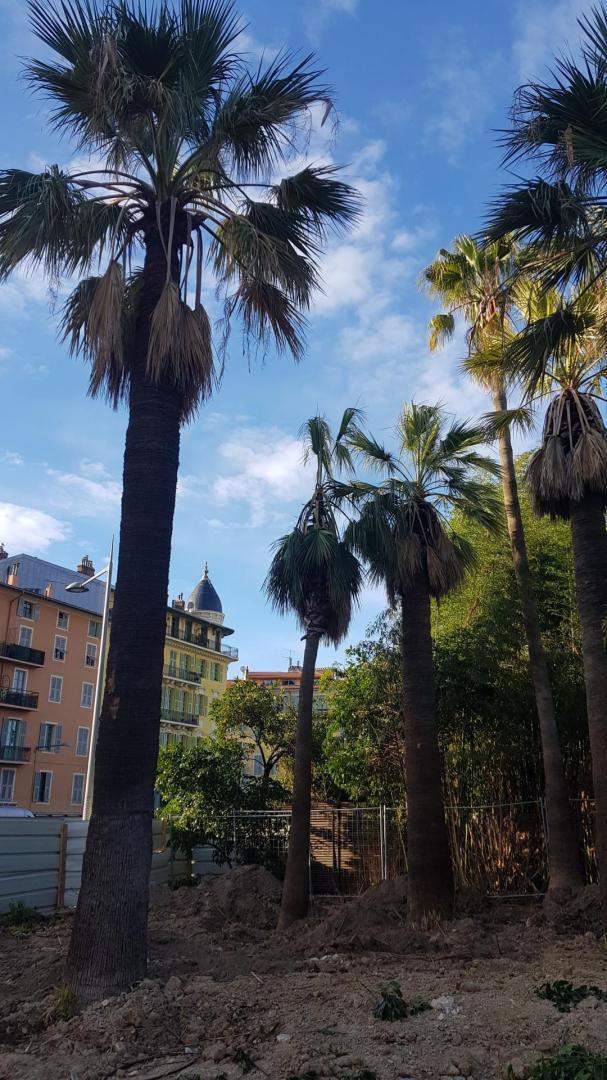 Extraction de souche Nice