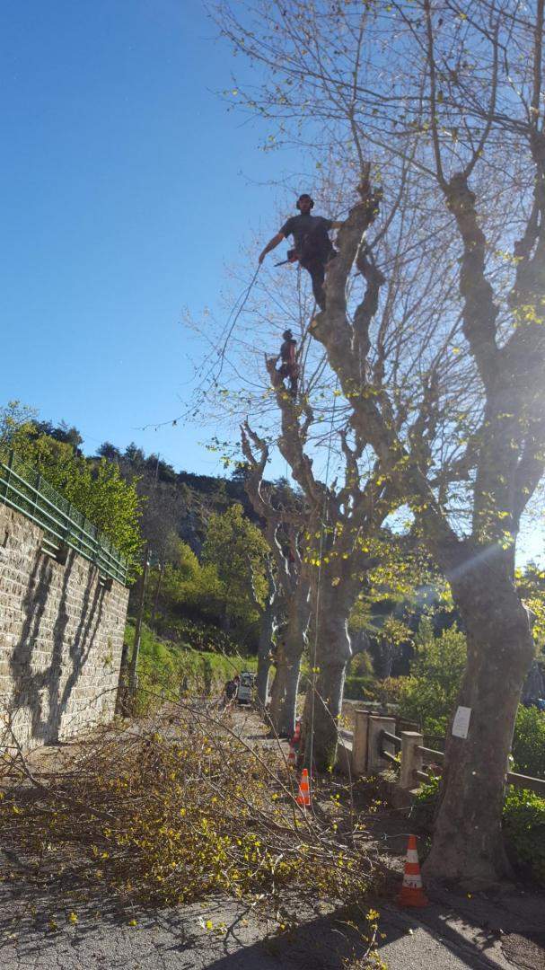 Taille d'arbre Nice