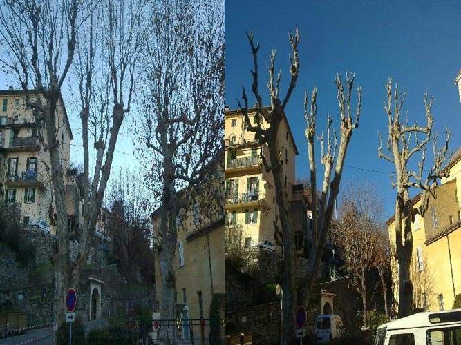 Coupe d'arbres Nice