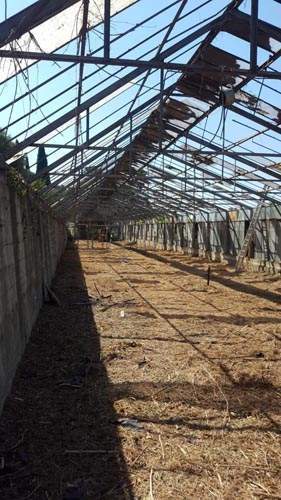 Éclaircissement végétal Nice