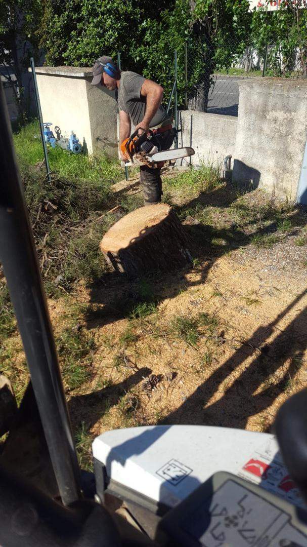 Extraction de souche Nice